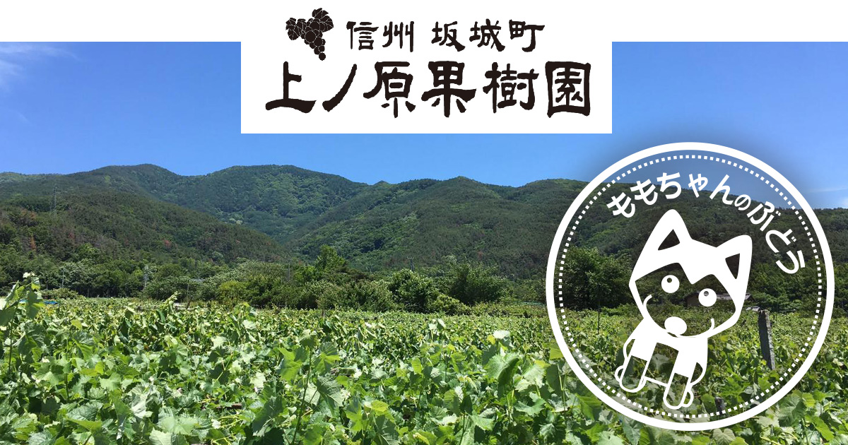 桃農家、葡萄農家 ブドウとモモの二刀流で産地を盛り上げる若手農家｜【笑味ちゃん